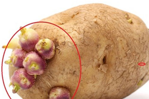 4 loại thực phẩm nảy mầm chứa toàn chất độc, tuyệt đối không nên ăn