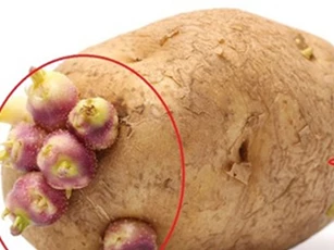4 loại thực phẩm nảy mầm chứa toàn chất độc, tuyệt đối không nên ăn