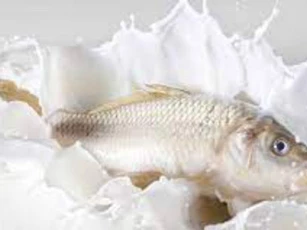 Bỏ cá vào ngâm trong sữa tươi không đường ai cũng tròn mắt vì điều này