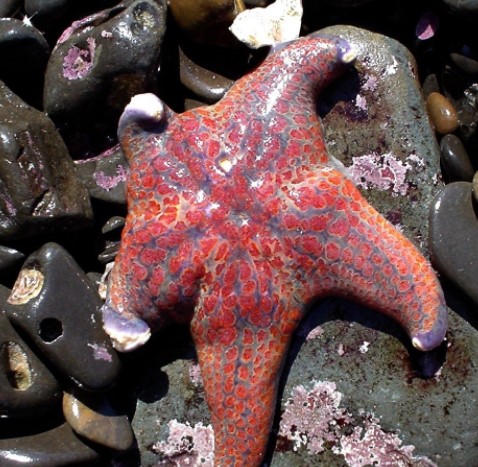 Khám phá top 7 loài sao biển đẹp trên thế giới