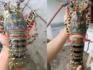 Mua tôm tươi ngon cứ nhìn vào chân, không sợ bị tiêm nước độc hại, yên tâm mà ăn