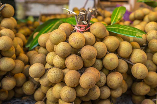 Muốn mua nhãn ngon dày cùi hãy nắm bí quyết sau