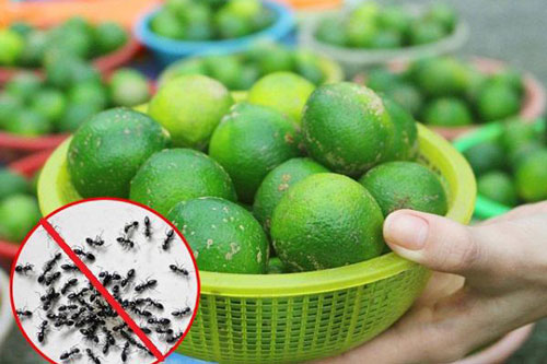 Bí quyết đuổi cả đàn kiến ra khỏi nhà, một đi không quay trở lại