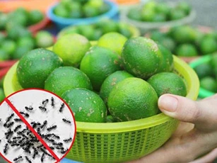 Bí quyết đuổi cả đàn kiến ra khỏi nhà, một đi không quay trở lại