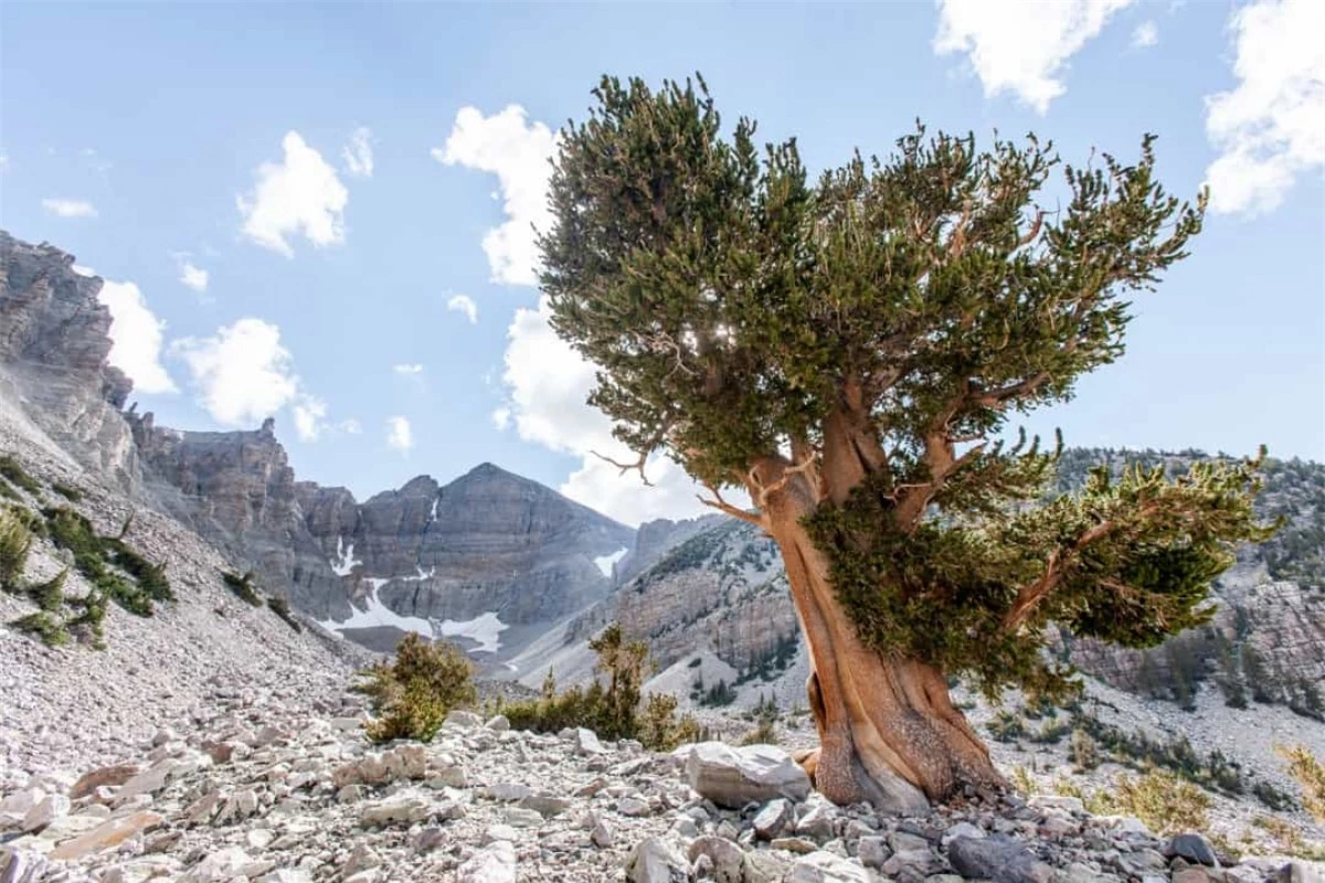 Nevada Basin là nơi tập trung những cây thông Bristlecone với hình dạng kỳ lạ. Những cây thông này có thể chịu đựng thời tiết khắc nghiệt và nhiều cây có tuổi đời lên tới 5.000 năm.