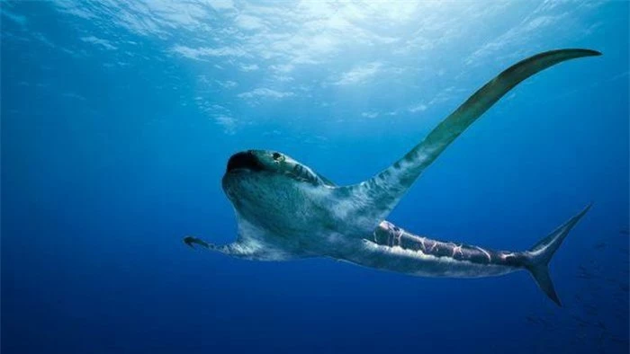 Cá mập cổ đại có ''đôi cánh'' dài 2 m? - ảnh 1