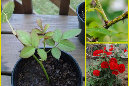 Người làm vườn tiết lộ: Mẹo trồng hoa bằng cành nhanh, gọn mà cây vẫn khỏe, hoa nở bung rực rỡ 4 mùa