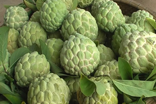 Tuyệt chiêu chọn na ngon, ngọt và đẹp mắt