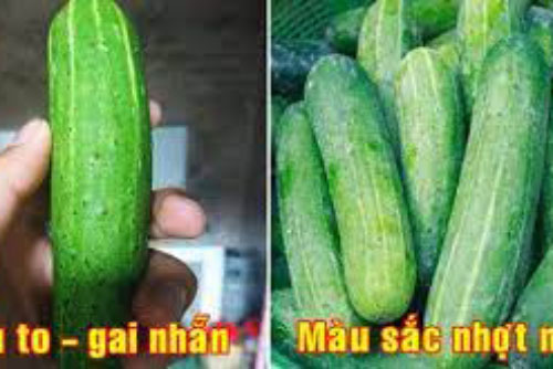 Mua dưa chuột cứ nhìn vào 1 điểm này, đảm bảo chọn đúng quả tươi ngon, vừa ngọt vừa giòn