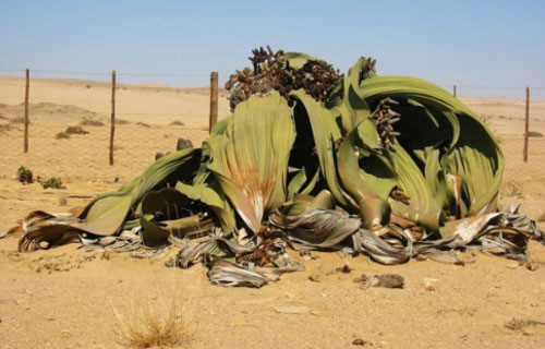 Chiêm ngưỡng những loài thực vật độc đáo trên thế giới