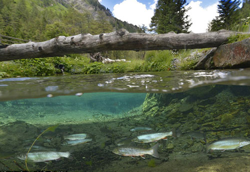 Vẻ đẹp huyền ảo của công viên bị nước nhấn chìm ở Áo