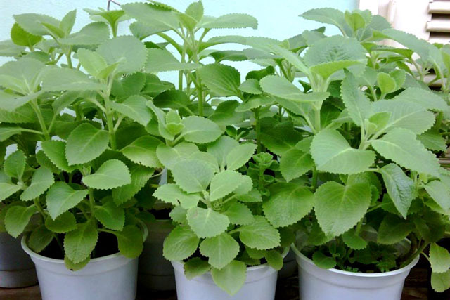 Rau húng - thần dược cho sức khỏe mà ít ai ngờ tới