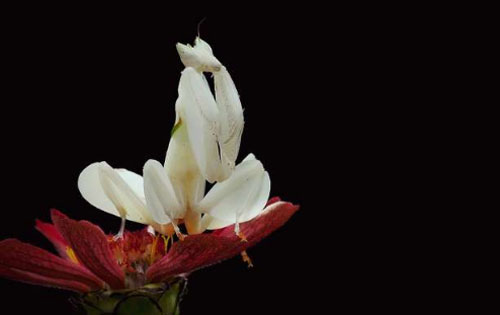 &#x1EA2;nh: T&#xE0;i ng&#x1EE5;y trang, &#x27;bi&#x1EBF;n h&#xEC;nh&#x27; &#x111;&#xE1;ng kinh ng&#x1EA1;c c&#x1EE7;a c&#xE1;c lo&#xE0;i &#x111;&#x1ED9;ng v&#x1EAD;t