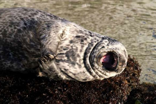 Những bức ảnh ngộ nghĩnh chứng minh động vật cũng biết “cười”