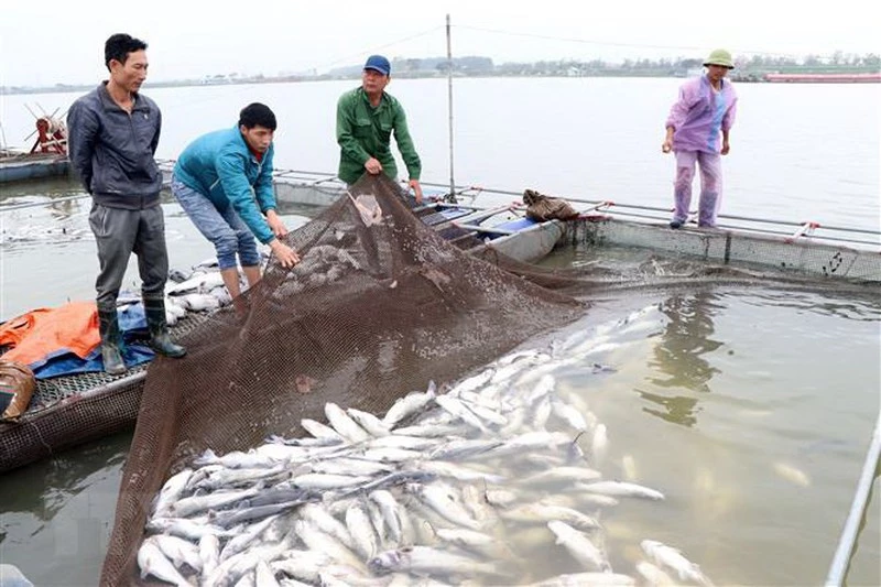 Cá chết hàng loạt trên sông Mã