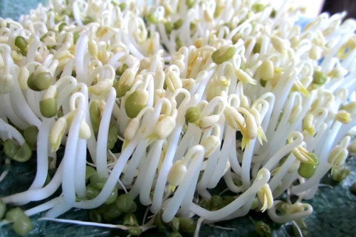 Mẹo chọn mua giá đỗ an toàn, không sợ ủ thuốc độc hại