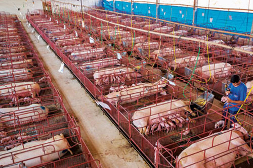 Giảm 50% mức thu phí trong chăn nuôi đến hết năm 2021