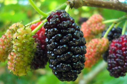 Bạn nên thường xuyên ăn quả dâu tằm