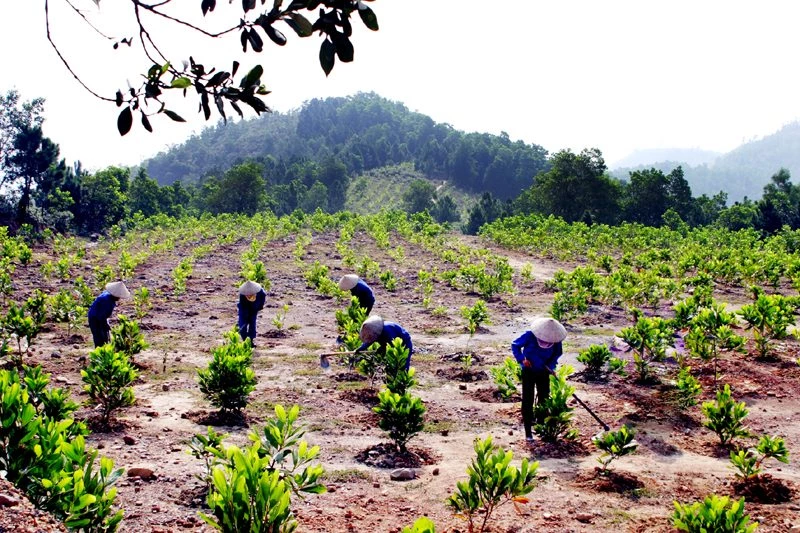 Công tác trồng rừng và phủ xanh đất trống đồi trọc trên toàn quốc luôn là nhiệm vụ của ngành Lâm Nghiệp