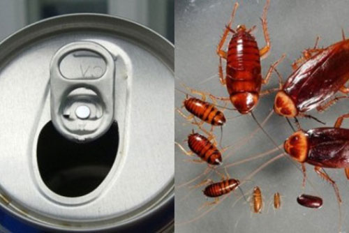 Dùng lon bia uống dở làm theo cách này bẫy gián "1 phát hạ cả trăm", gián nằm la liệt