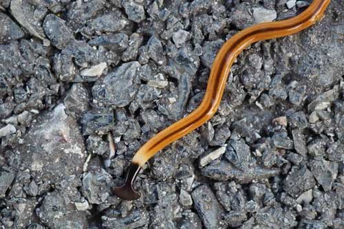 Choáng váng sinh vật đứt đôi cơ thể vẫn sống còn nhân bản làm hai