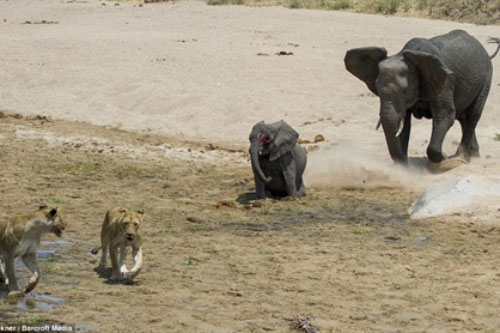 Đôi sư tử đói ranh mãnh khiến voi bỏ mạng tức tưởi