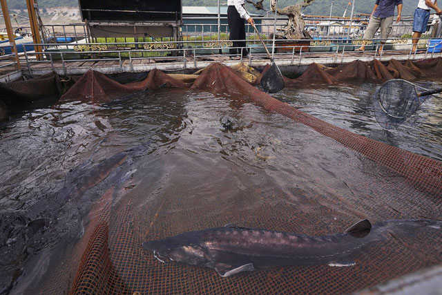 Hướng đi mới cho tiêu thụ sản phẩm cá nước lạnh