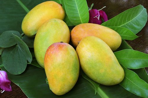 Tại sao ăn xoài có thể gây dị ứng?