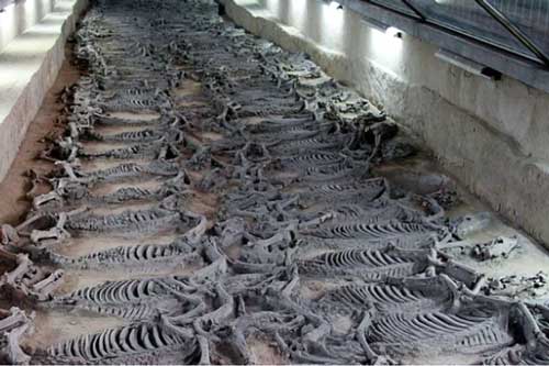 Ngôi mộ đế vương chôn theo 600 con chiến mã: Kiểm tra hộp sọ bất ngờ phát hiện phương pháp hiến tế tàn bạo