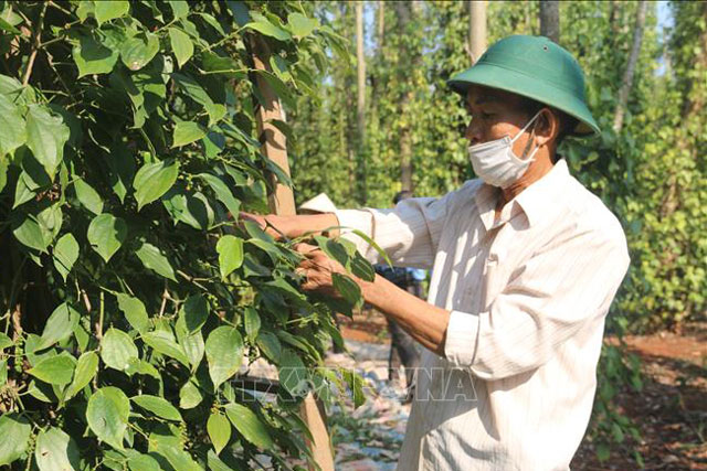 Thị trường nông sản tuần qua: Giá tiêu giảm mạnh