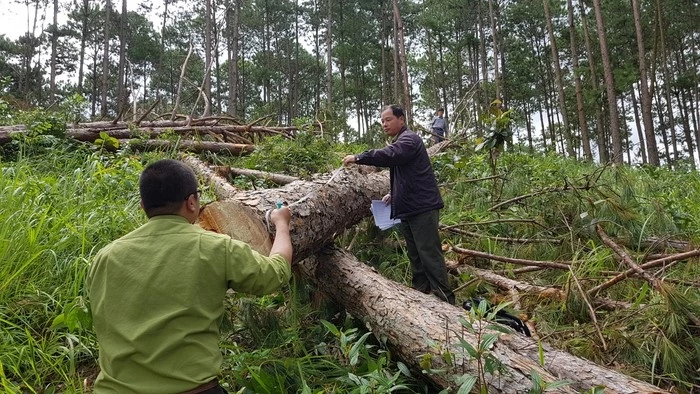 Ngành chức năng kiểm đếm thiệt hại một vụ phá rừng ở Lâm Đồng.