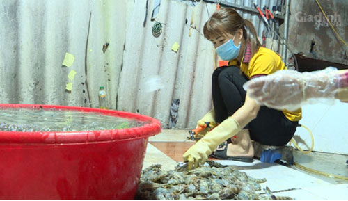 Hà Nội: Lại phát hiện tiểu thương bơm tạp chất vào tôm để tăng trọng lượng