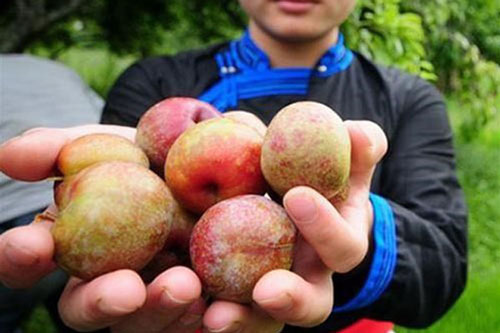 Sờ nhẹ vào điểm này biết ngay quả mận giòn - tươi- ngon - ngọt: Team thích ăn mận nhất định phải biết