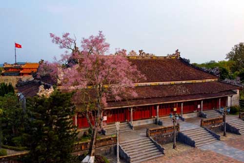 Ngẩn ngơ ngắm 'kỳ hoa dị thảo' khoe sắc trong Đại nội Huế