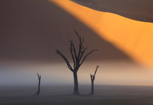 Rừng cây hóa đen ở đầm chết tựa vùng đất của quỷ dữ