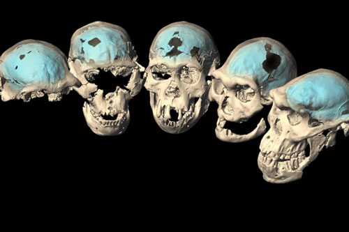 Choáng với hài cốt người mang bộ não vượn, làm thay đổi lịch sử