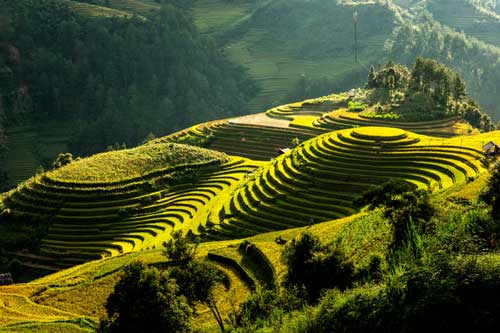 Ngắm đồi mâm xôi đẹp nổi tiếng trong mùa vàng Mù Cang Chải