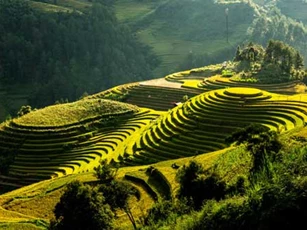 Ngắm đồi mâm xôi đẹp nổi tiếng trong mùa vàng Mù Cang Chải