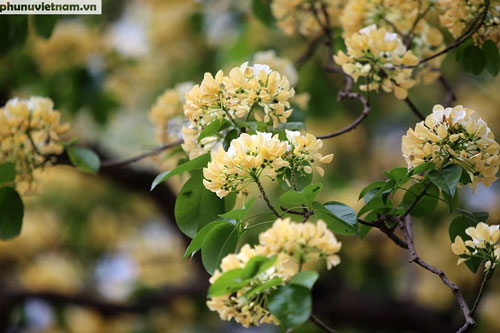 Cây hoa Bún 300 tuổi tỏa hương khoe sắc giữa lòng Thủ đô