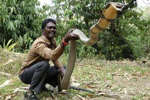 Những ‘kỷ lục gia’ đáng sợ trong thế giới loài rắn: Từ độc nhất tới dài nhất, cá thể nào cũng khiến con người phải rùng mình