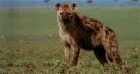 Linh cẩu tinh khôn hạ gục con mồi trong giây lát