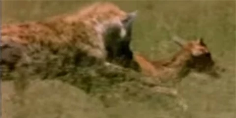 Khi đến gần con linh dương, linh cẩu sử dụng sức mạnh của hai chân trước, nhanh chóng vồ lấy con mồi.