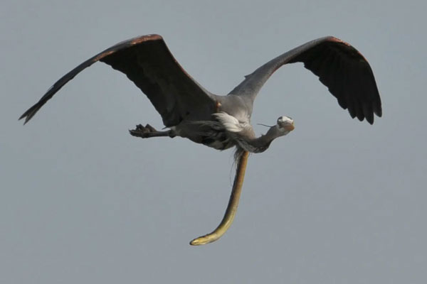 Kinh hoàng khoảnh khắc con lươn xé toạc diều kẻ săn mồi để thoát thân