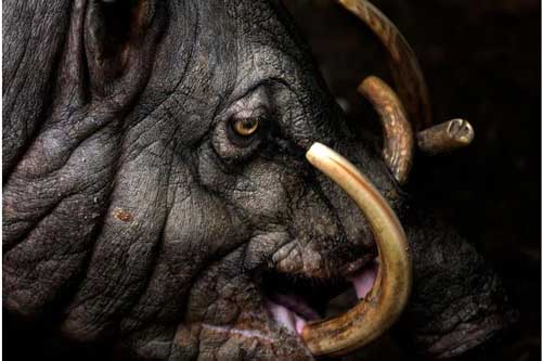 Loài lợn kì dị với răng nanh mọc dài đến nỗi có thể đâm thủng sọ của chính mình