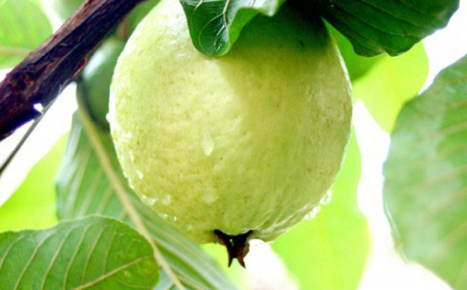 Lợi ích tuyệt vời của trải ổi có thể bạn chưa biết