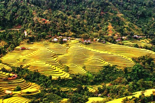 Ngỡ ngàng vẻ đẹp ruộng bậc thang Hoàng Su Phì mùa lúa chín