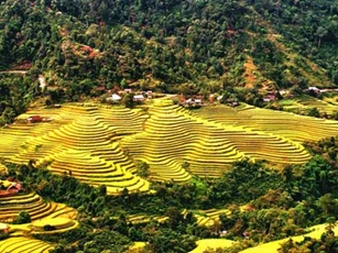 Ngỡ ngàng vẻ đẹp ruộng bậc thang Hoàng Su Phì mùa lúa chín