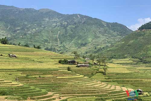 Vùng cao Yên Bái vào “mùa vàng'- mùa đẹp nhất trong năm