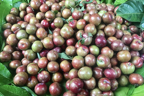Mẹo chọn mận đầu mùa vừa ngon ngọt mà không sợ bị tẩm hoá chất