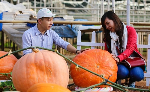 Lâm Đồng: Điểm du lịch canh nông không được kinh doanh dịch vụ lưu trú tại chỗ